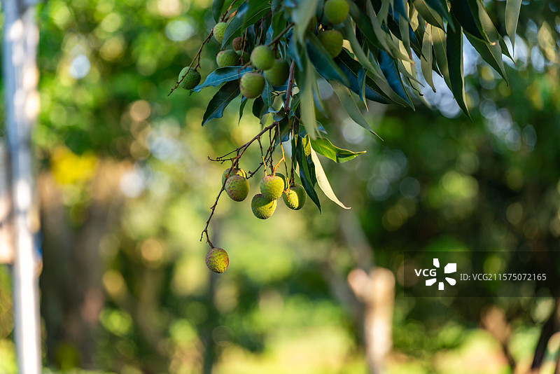 中国广东省茂名市图片素材