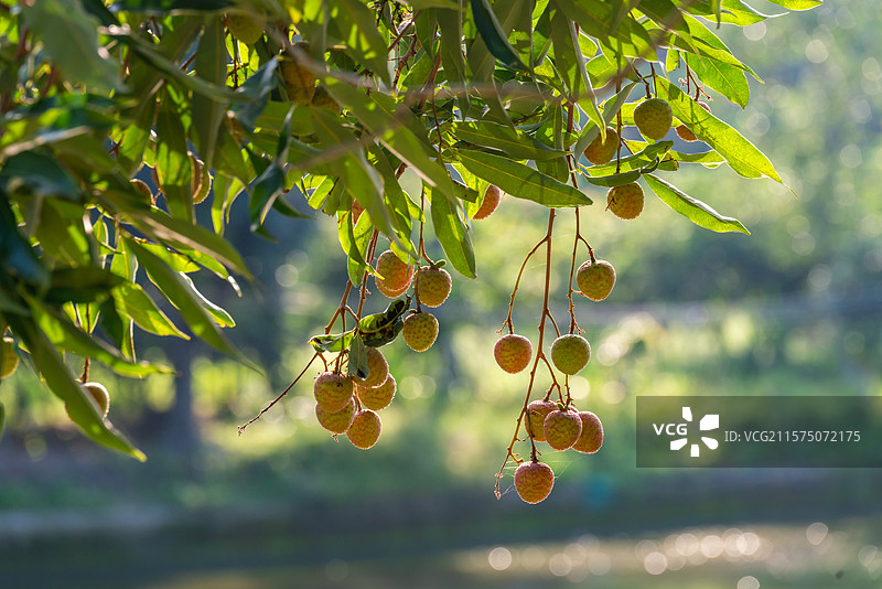中国广东省茂名市图片素材