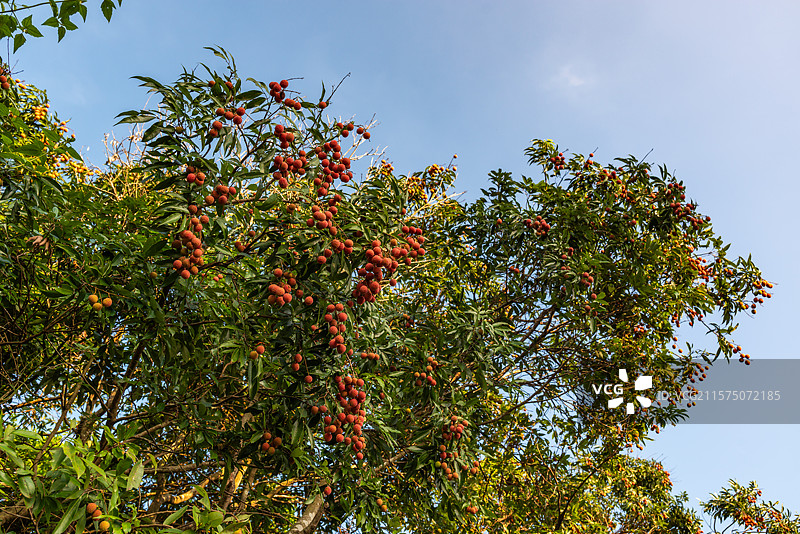 果树上成熟的荔枝，中国广东省茂名市图片素材
