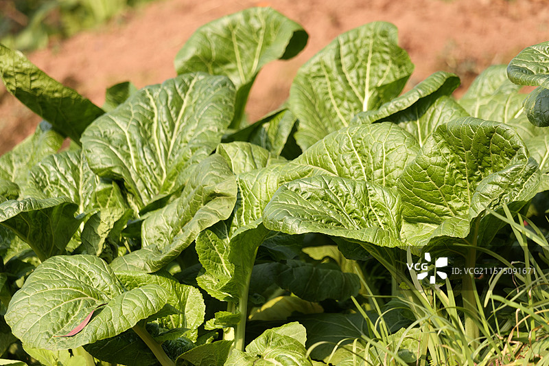 春季一月时节，生长中的芥菜青菜，宜宾芽菜食材，有机蔬菜特写图片素材