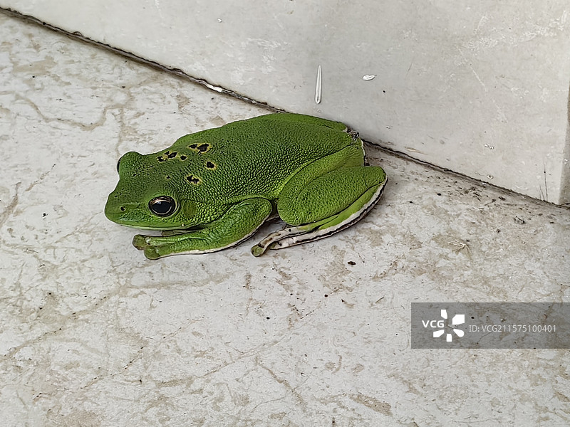 不小心闯入办公楼的大泛树蛙图片素材