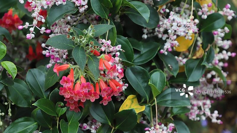 新加坡滨海湾花园艳斑苣苔图片素材