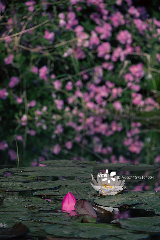 泗洪洪泽湖湿地景区图片素材