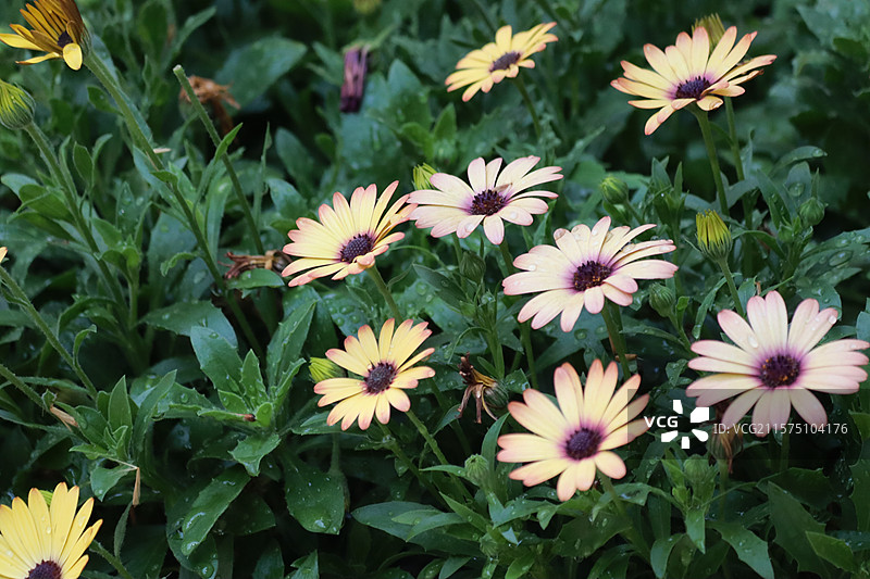 百花苑图片素材