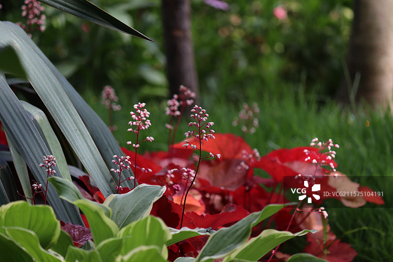 百花苑图片素材