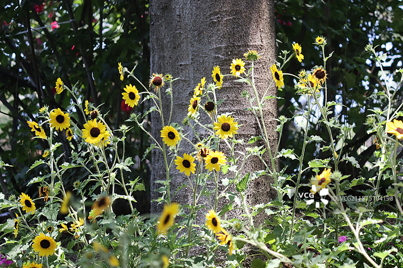 百花苑图片素材