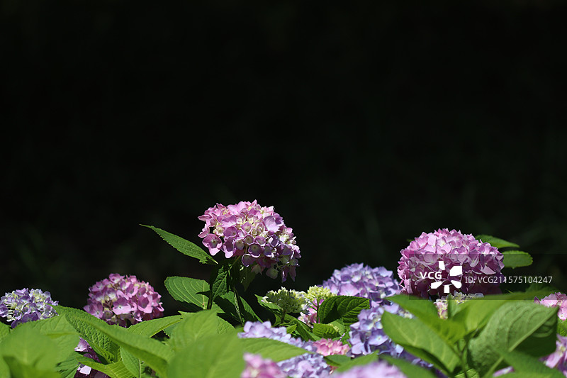 百花苑图片素材