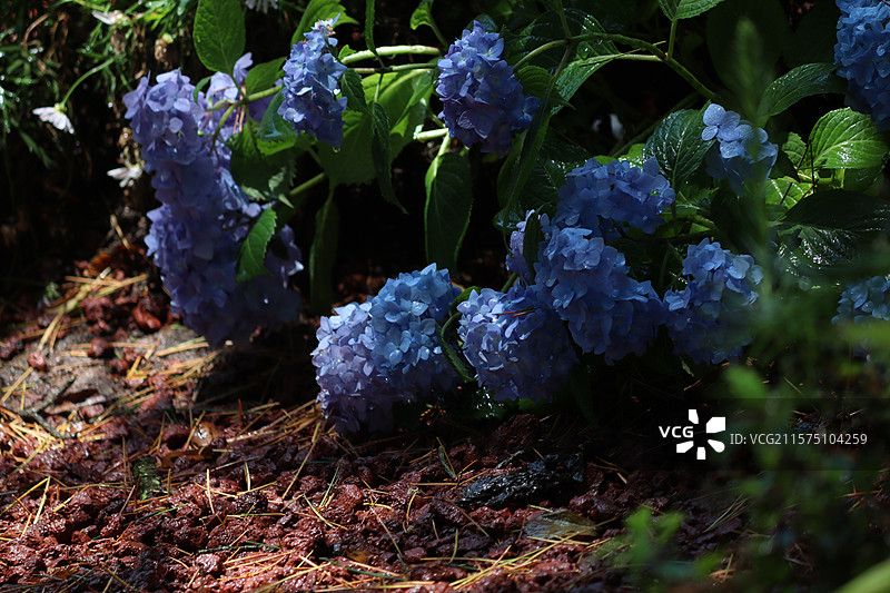 百花苑图片素材