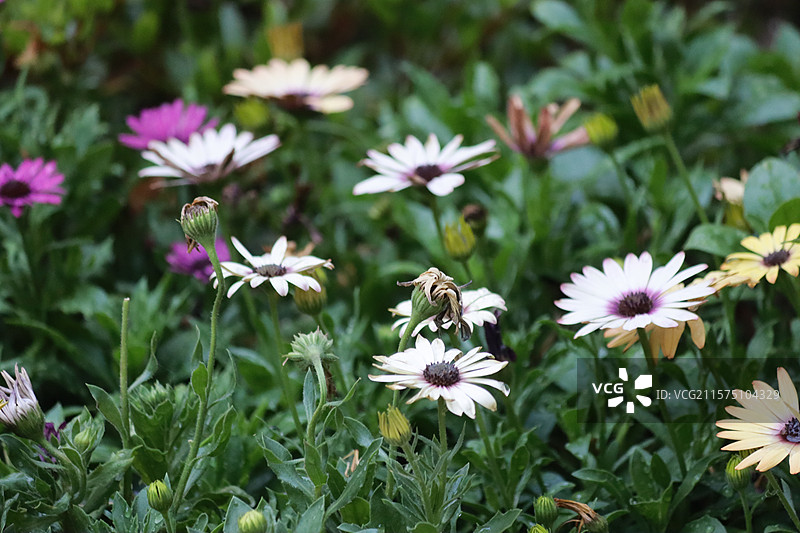 百花苑图片素材
