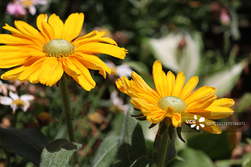 百花苑图片素材