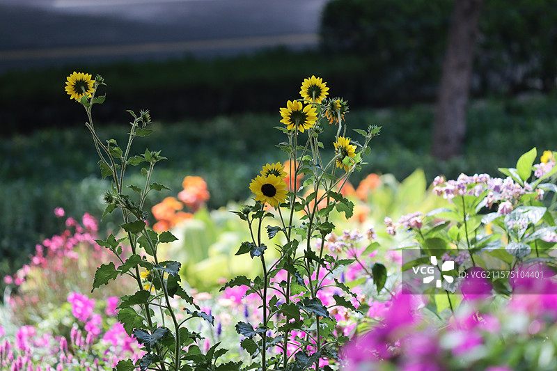 百花苑图片素材