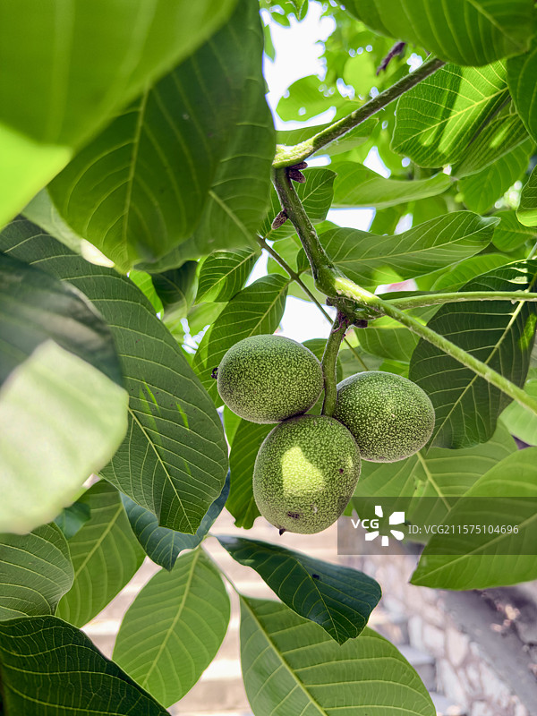 生长在树上被绿色果皮包裹的三个核桃图片素材