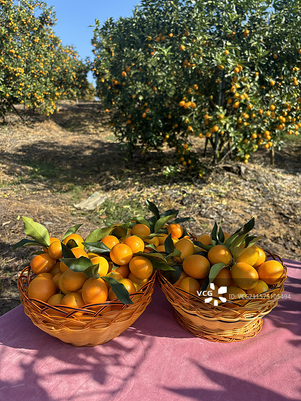 丰收时节的金桔果园图片素材