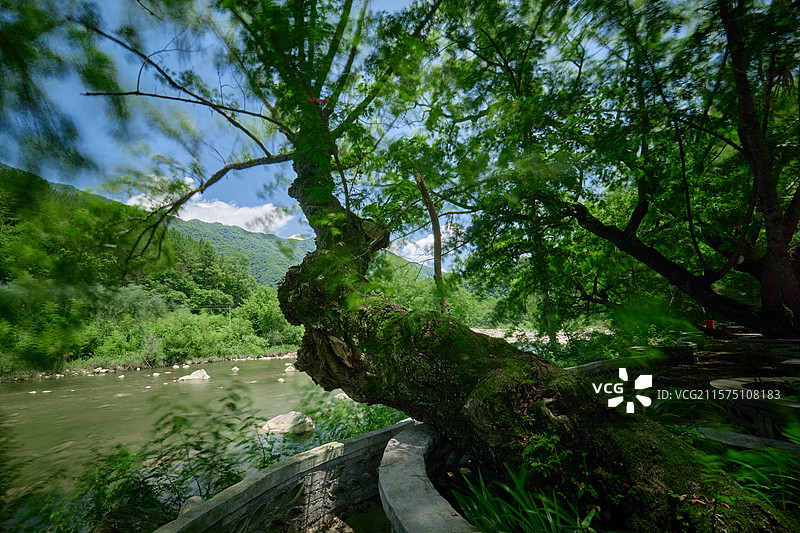 陕西旅游汉中洋县长青华阳景区华阳古镇秦岭四宝栖息地图片素材