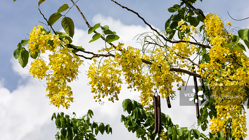 深圳街头六月艳黄色腊肠树花开图片素材