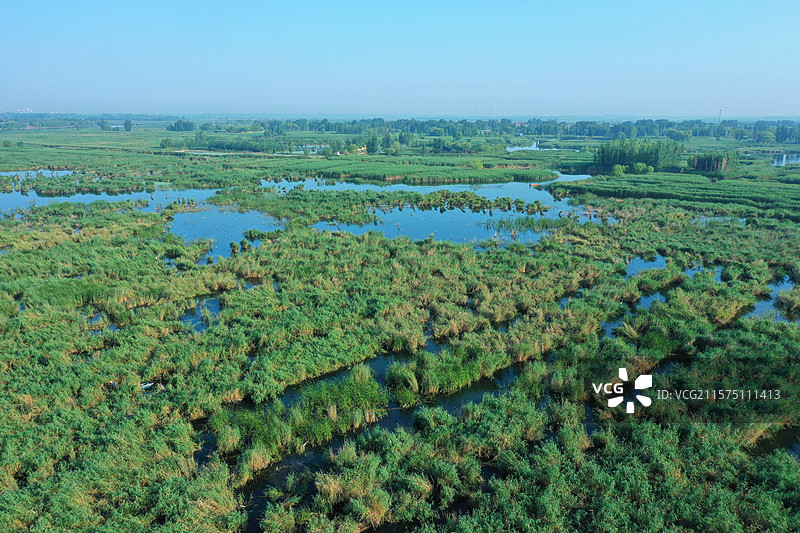 碧水翠荷莲花香，蜂蝶飞舞采蜜忙亭亭玉立鱼游动，荷塘娇艳接天堂花舫客船歌声亮，野鸭雁鹭低飞翔图片素材