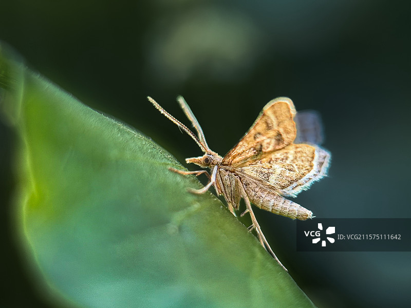 小蛾天使图片素材