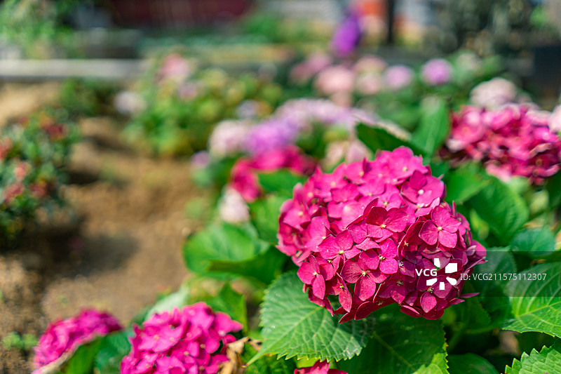 中国野生植物拍摄主题，特写拍摄春天的一簇绣球花和绿色的叶子，户外白昼无人图像摄影图片素材