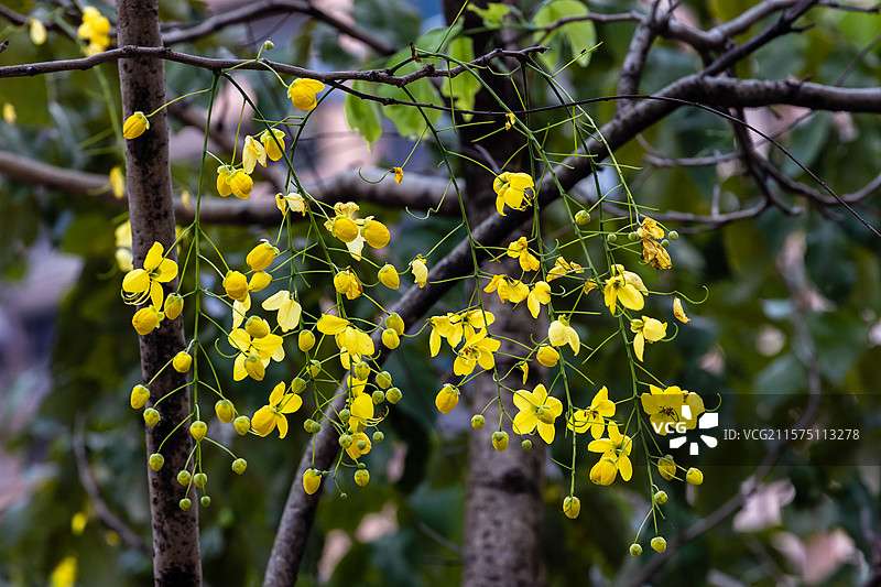 夏天深圳腊肠树花图片素材