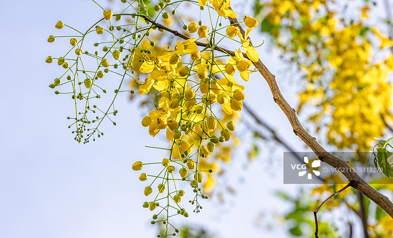 夏天深圳腊肠树花图片素材