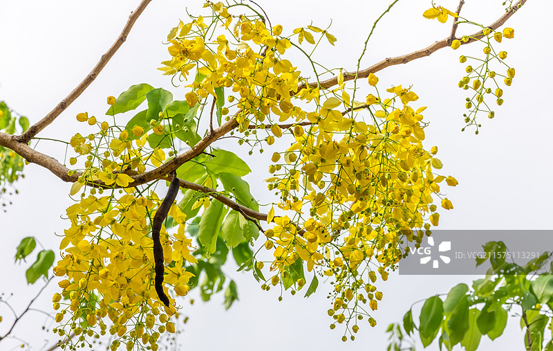 夏天深圳腊肠树花图片素材
