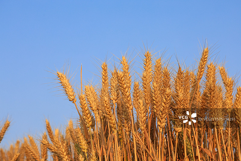 成熟金黄的小麦近景图图片素材