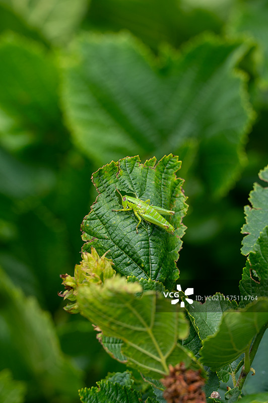 辽宁“小天池”盖州夹皮沟图片素材