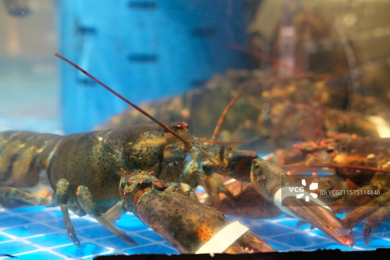 超市鱼缸里的海鲜们。龙虾。螃蟹。鱼图片素材