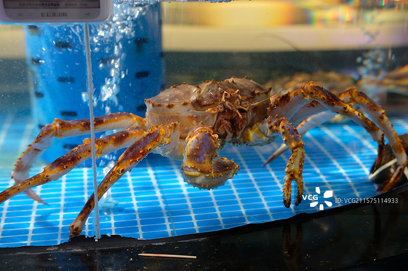 超市鱼缸里的海鲜们。龙虾。螃蟹。鱼图片素材