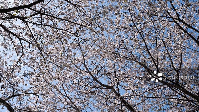 日本樱花与蓝天、背景图片素材