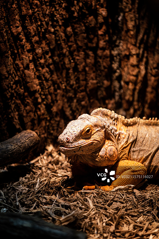 秦皇岛野生动物园图片素材