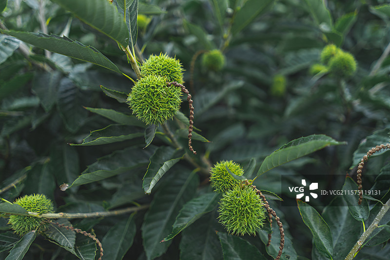 中国栽培植物拍摄主题，一棵栗子树果树，特写拍摄一个长毛尖刺的栗子果实，户外白昼无人图像摄影图片素材