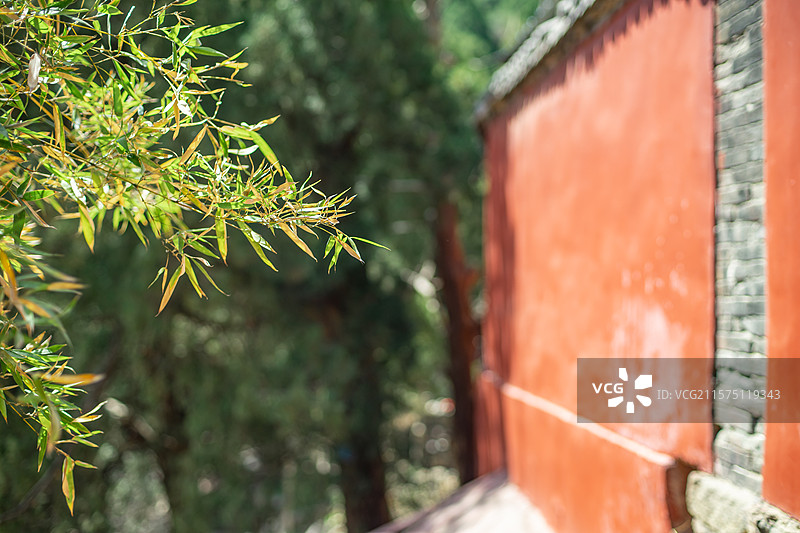 中国自然风光拍摄主题，绿色的竹子竹林，红色的围墙古代建筑，户外白昼无人图像摄影图片素材