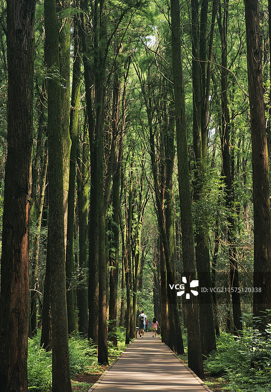 同里湿地公园观鸟区图片素材