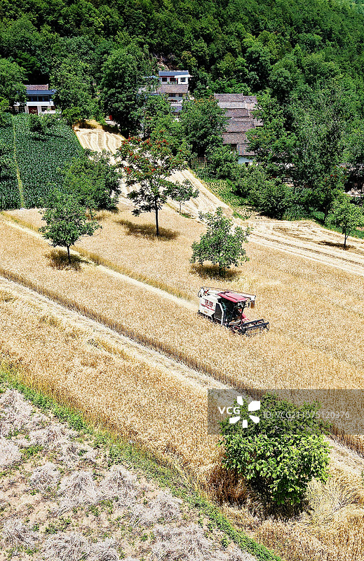 甘肃康县：高海拔山区抢收小麦图片素材