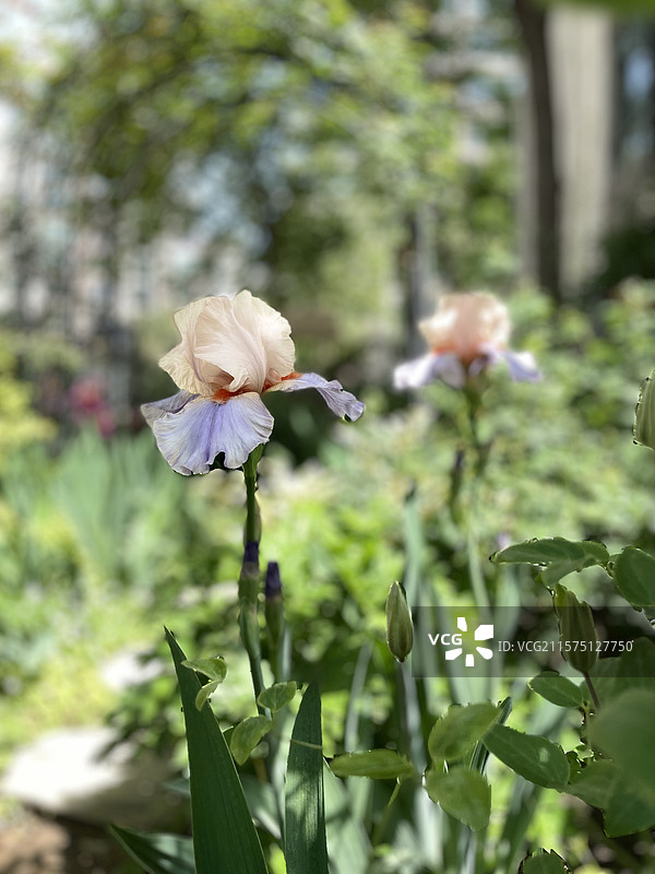 德国鸢尾日耳曼图片素材