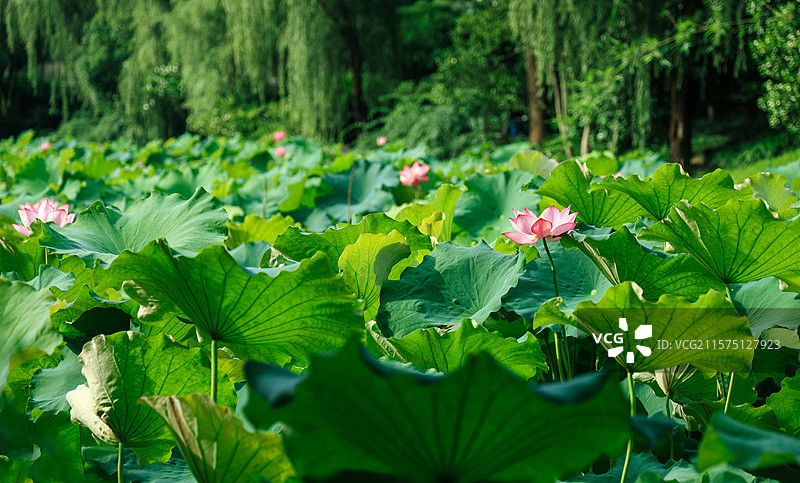 公园中的荷塘荷花荷叶图片素材