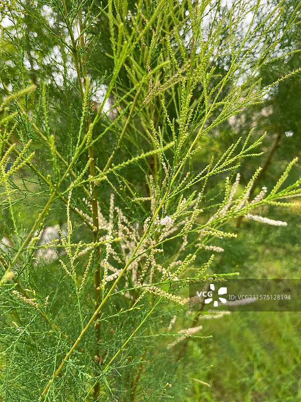 奇花异树——柽柳开花图片素材