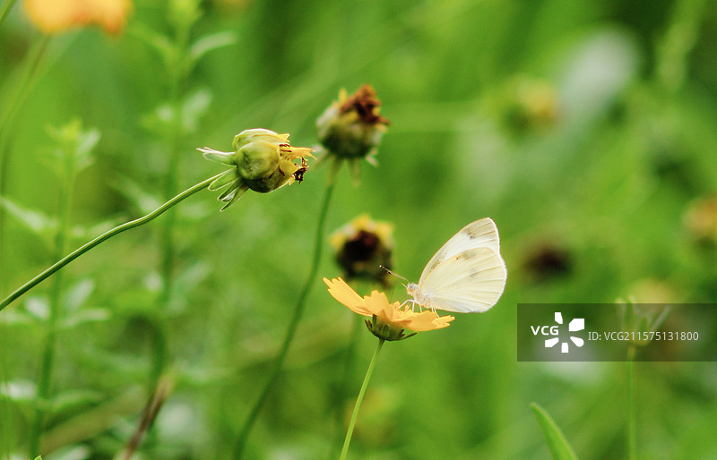 花与蝶图片素材