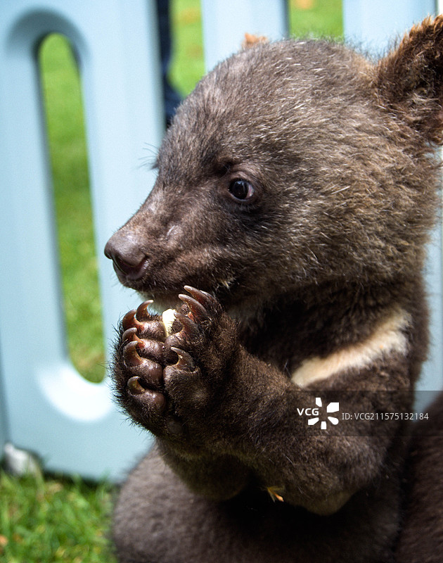 双手合拢的小黑熊宝宝图片素材