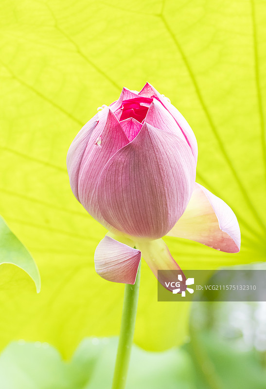 夏日鲜亮美丽的荷花仙子图片素材