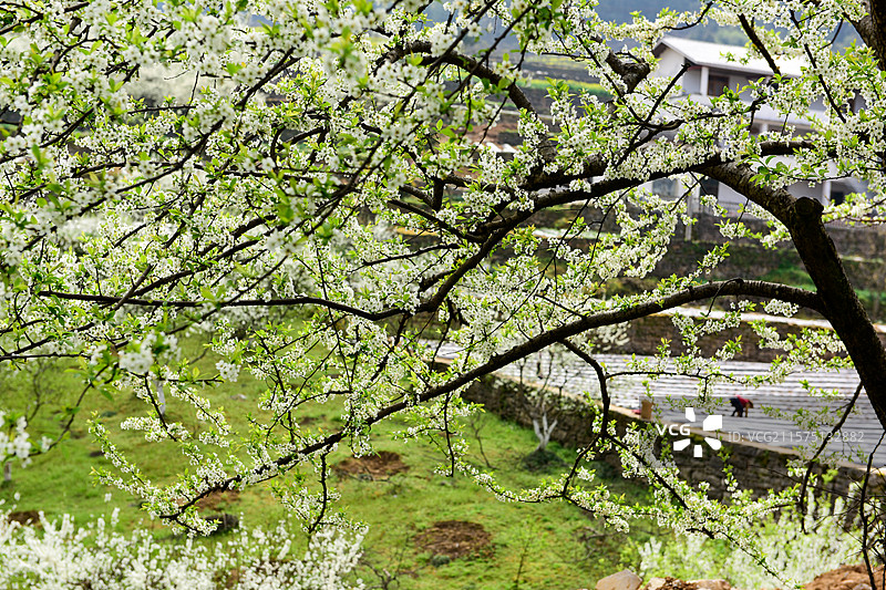 春天李花开放图片素材