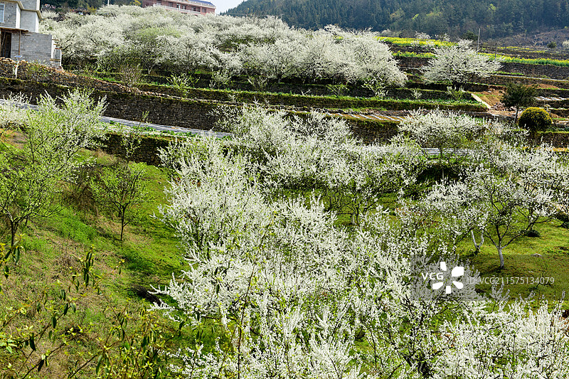 春天李花开放图片素材