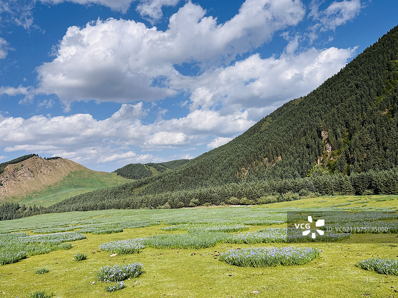 马兰花 高山草原  冰沟河 祁连山 武威 兰州图片素材