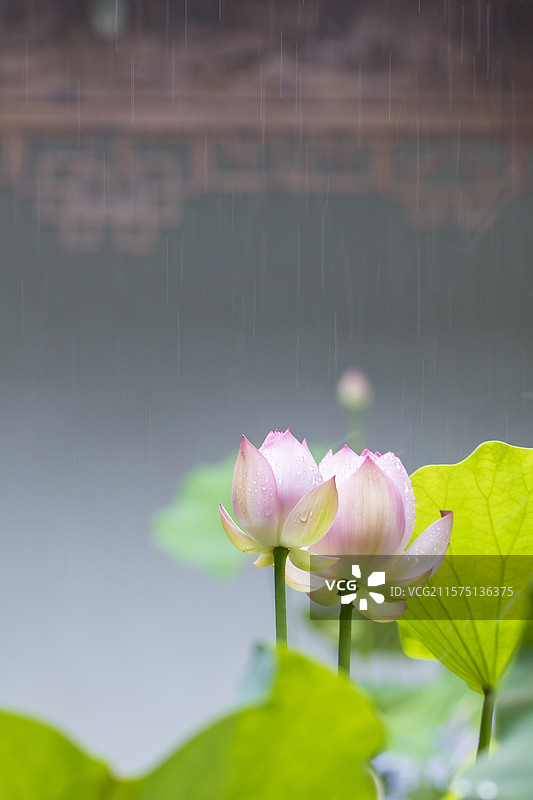雨丝中亭亭玉立的粉嫩荷花图片素材