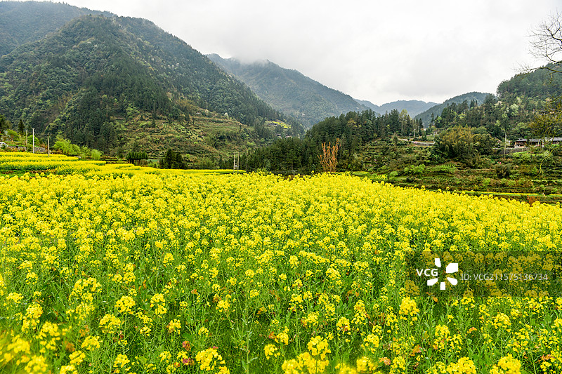 油菜花花海图片素材
