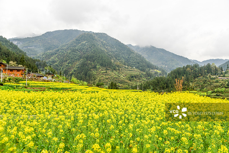 油菜花吊脚楼民居图片素材