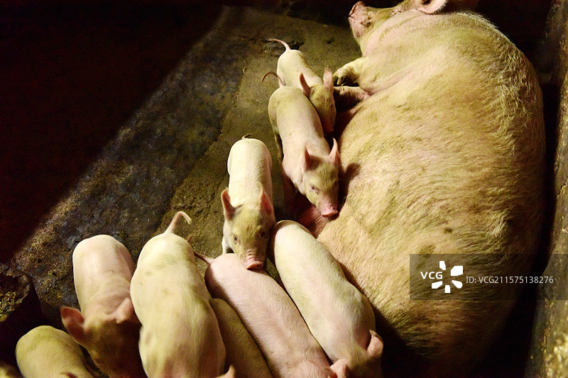 小猪猪仔农业畜牧养殖图片素材