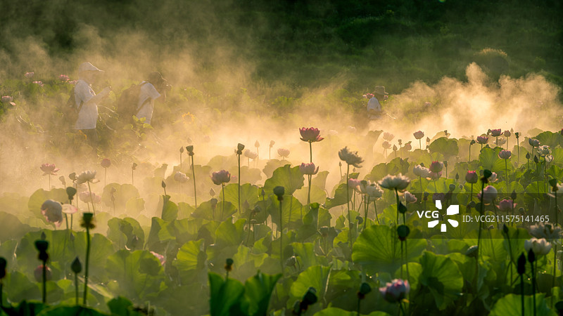 重庆乡村种植天空荷花图片素材