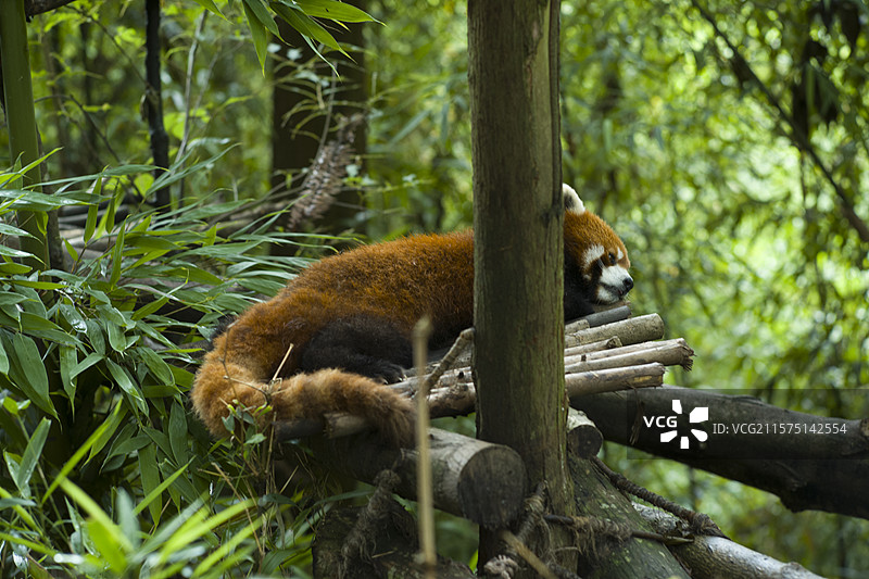 树林里的小熊猫图片素材